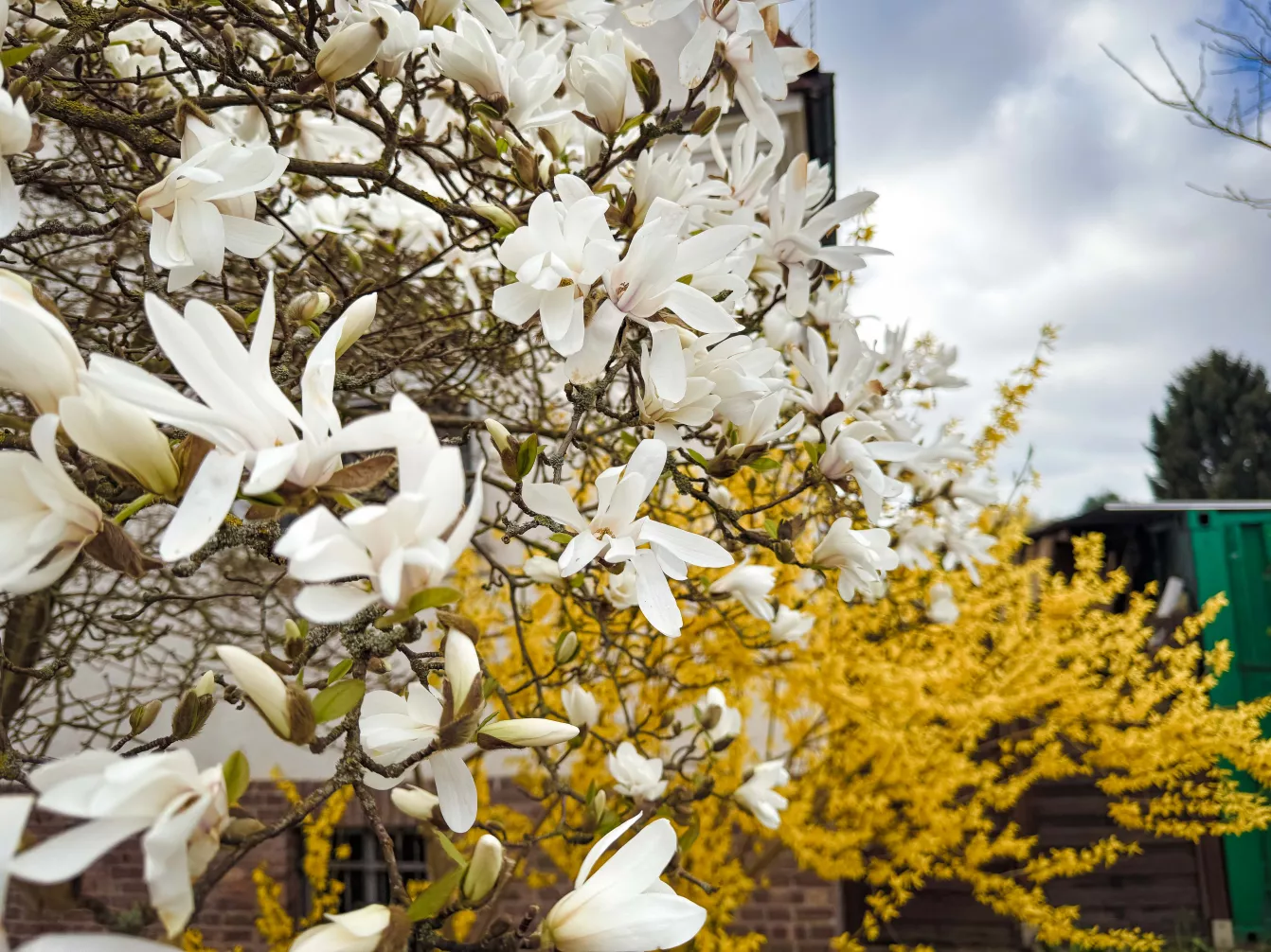 Blühende Bäume und Sträucher in einem Garten – Wohnen mit Garten in Berlin