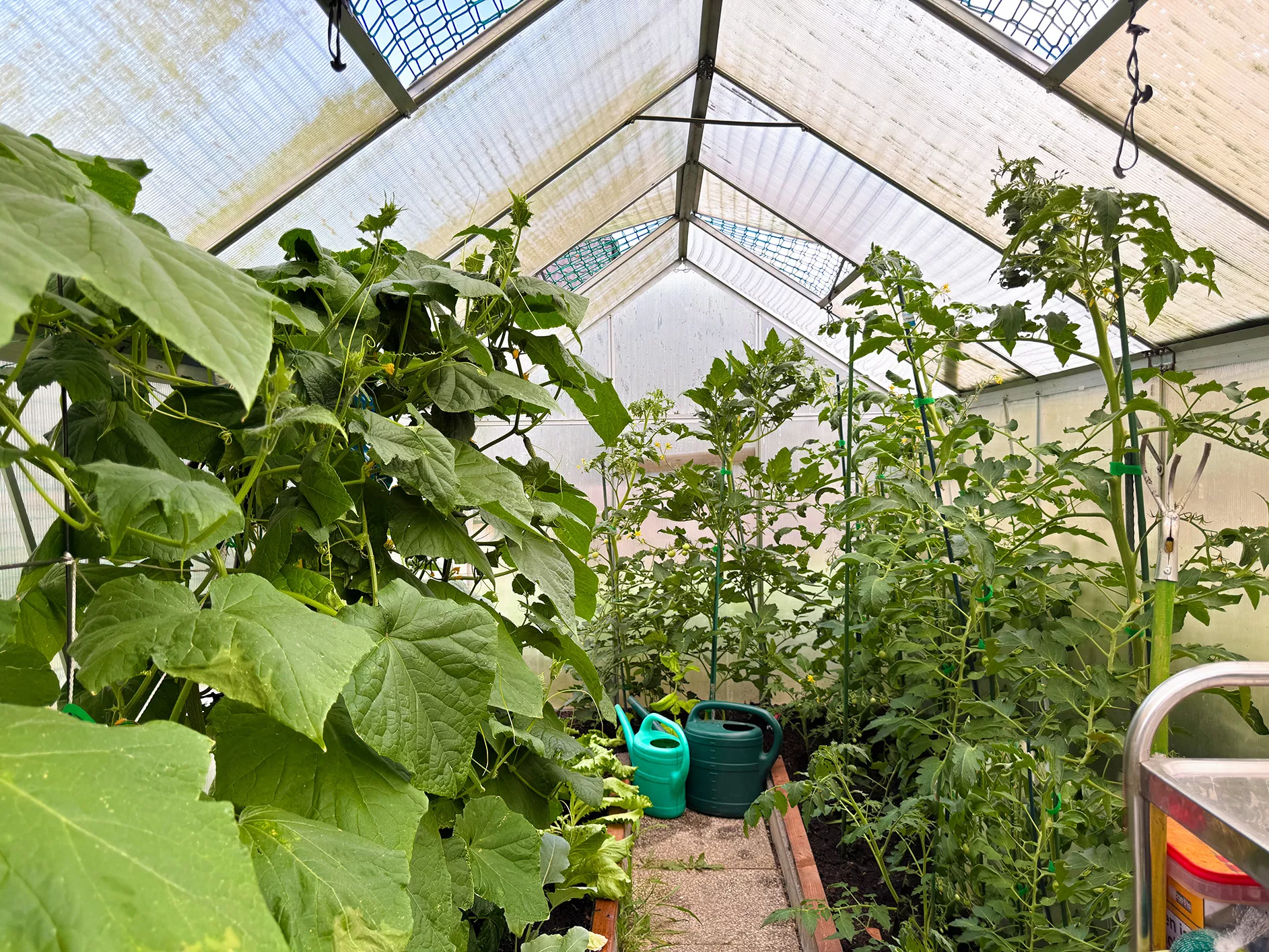 Gewächshaus mit üppigem Gemüseanbau und bepflanzten Beeten im Garten in Berlin-Falkenberg